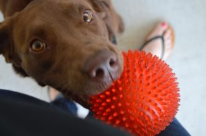 Her red ball.  All day, everyday